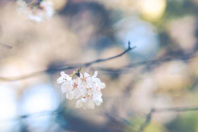 Close-up of cherry blossoms in spring