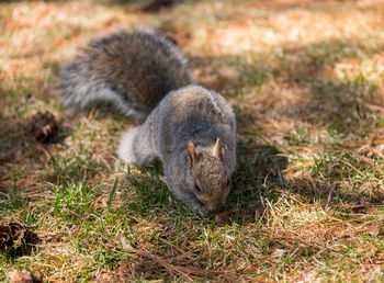 Close-up of a squirrel on field