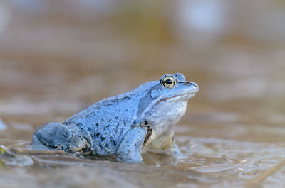 Close-up of frog in water