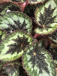High angle view of succulent plant leaves
