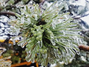 Close-up of frost on tree