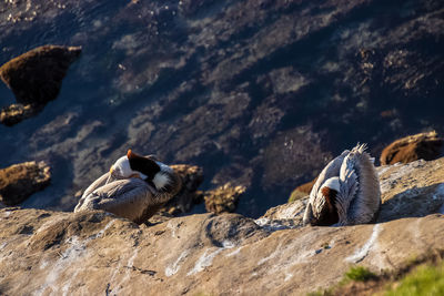 Ducks on rock