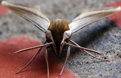 Close-up of insect