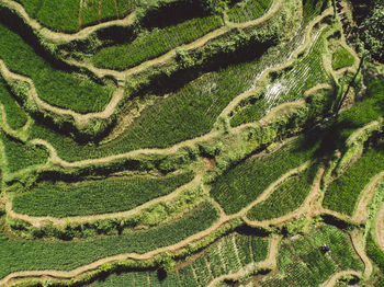 Full frame shot of green landscape