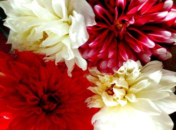 Close-up of red dahlia