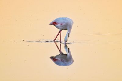 High angle view of a bird in water