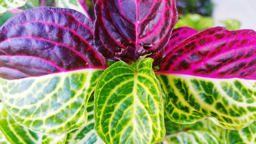 Close-up of purple flower