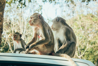 Monkey sitting on a car