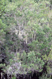 View of trees in forest