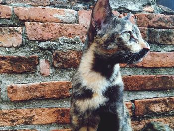 Close-up of a cat looking away against brick wall
