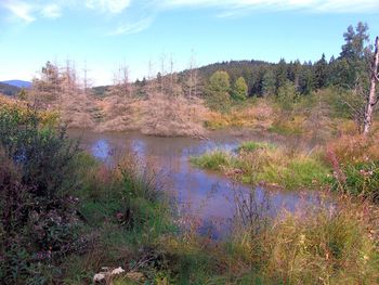 Scenic view of lake in forest against sky