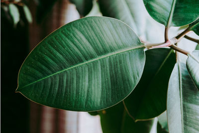 Close-up ficus rubber flower. beautiful green flower. floral background. modern houseplants ficus.