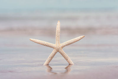 Starfish on sandy beach in summer with sea background.