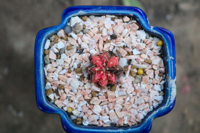 High angle view of fruits in bowl