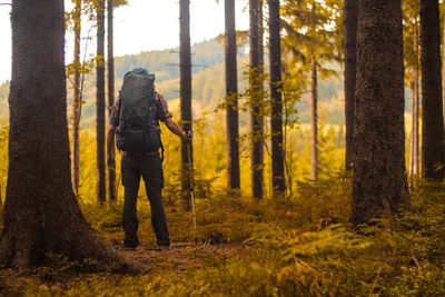 Rear view of man standing in forest