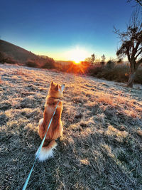 Dog on frost covered field against sky during sunset