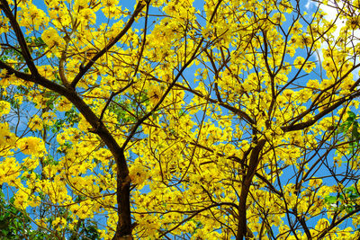 Low angle view of tree against sky during autumn