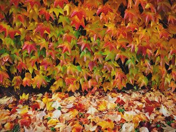 Leaves in autumn leaves