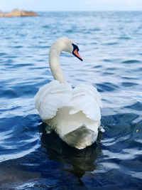 Swan floating on lake