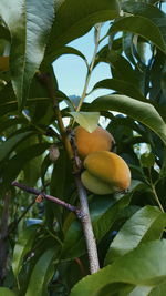 Low angle view of fruit growing on tree