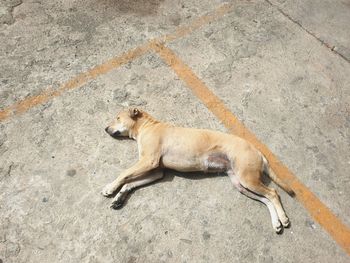High angle view of dog lying on footpath