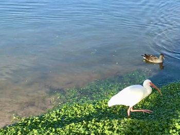 High angle view of duck swimming in lake