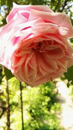 Close-up of pink rose blooming outdoors