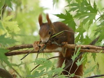 Close-up of squirrel on tree