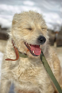 Close-up of dog sticking out tongue