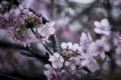 Close-up of white cherry blossom