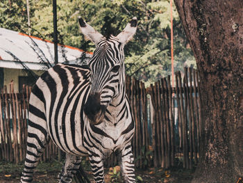 View of giraffe in zoo