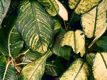 High angle view of leaves on plant