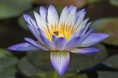 Close-up of purple water lily