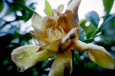 Close-up of yellow flower blooming in garden