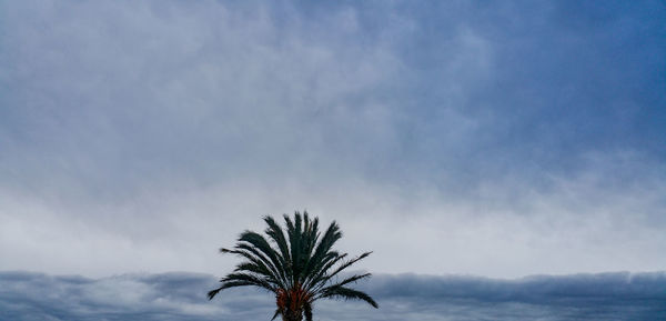 Low angle view of palm tree against sky