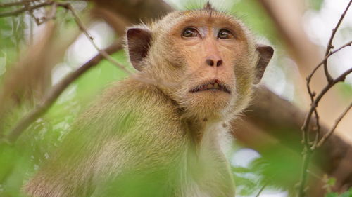 Close-up of monkey eating plant