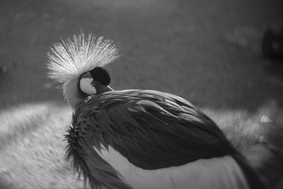 Close-up of a bird