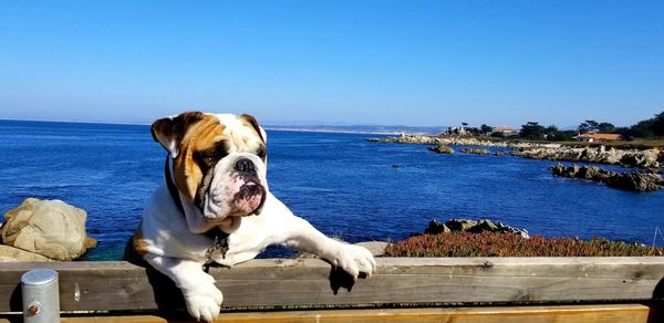 Dog standing in sea against clear blue sky