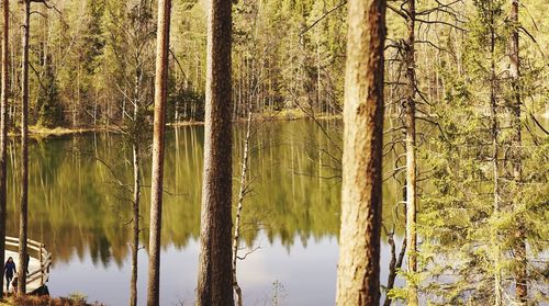 Panoramic view of pine trees in forest