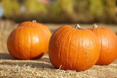 Close-up of pumpkins on pumpkin during autumn