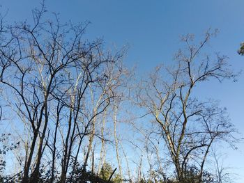 Low angle view of bare trees against clear blue sky