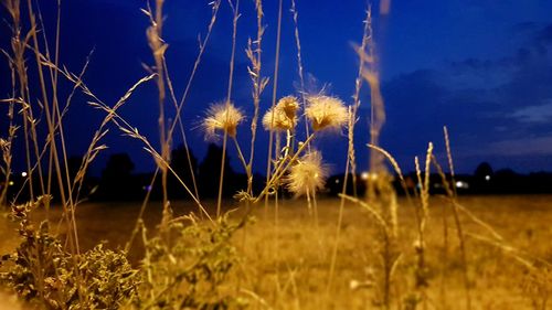 Close-up of flowering plants on field against sky