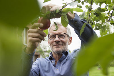 Smiling man picking apple from tree