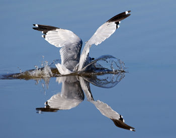 Seagull with reflection splashing water in lake