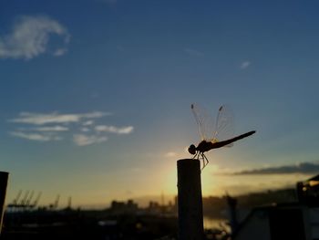 Low angle view of silhouette flying in sky