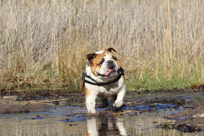 Dog in a lake-bulldog 