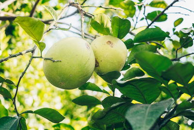 Close-up of apple on tree