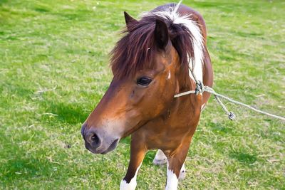 Beautiful draft horse