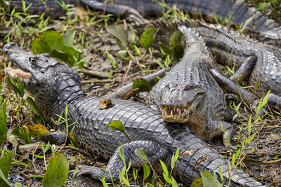Caiman lying in the swamp of the pantanal wetlands along the transpantaneira close to porto jofre