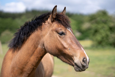 Close-up of horse on field